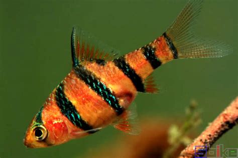 六間魚種類 1976屬龍顏色